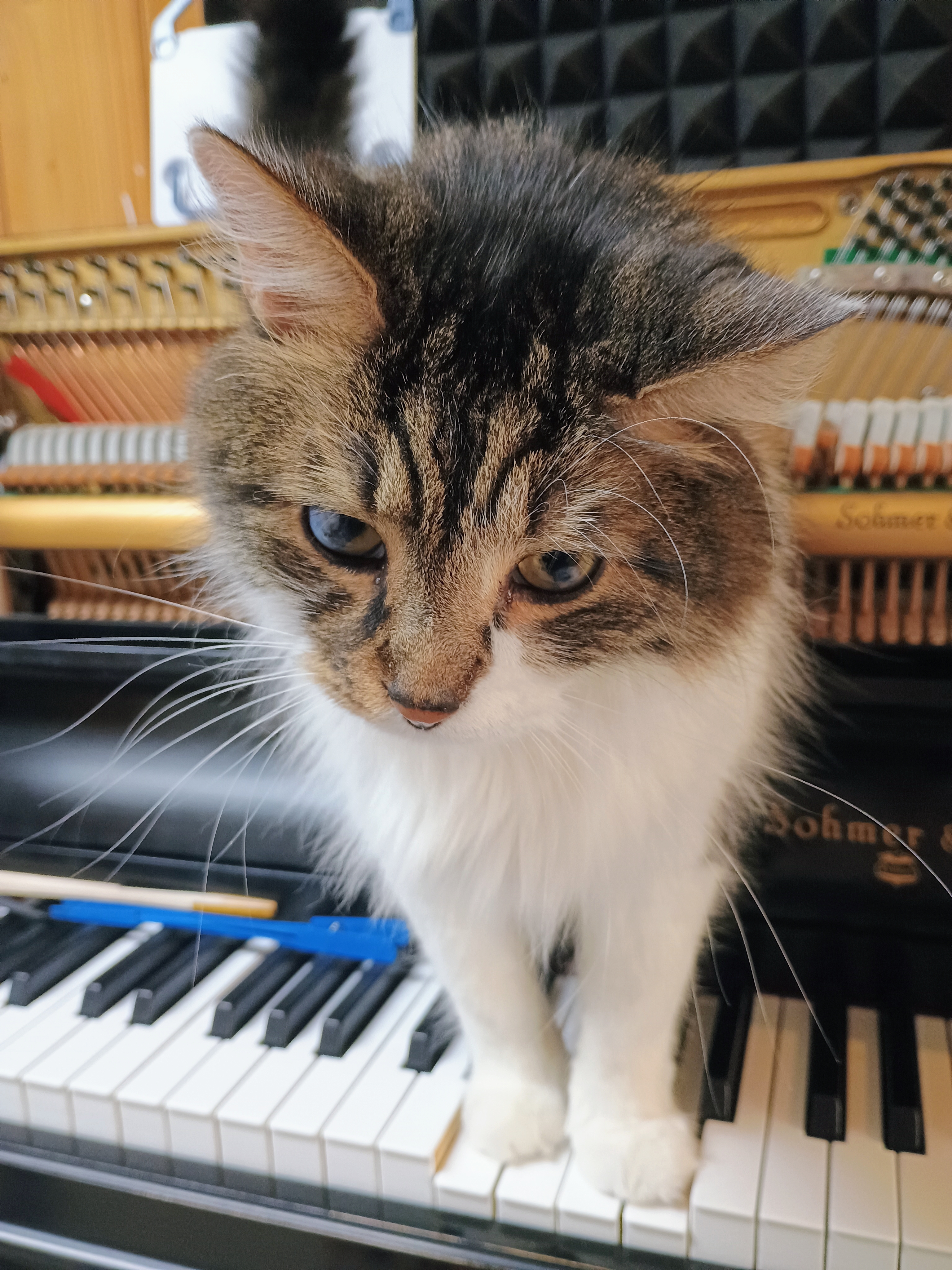 Piano technician with dog in DC area